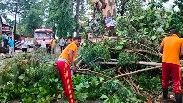 କାଳବୈଶାଖୀ ତାଣ୍ଡବରେ ଉଡ଼ିଲା ଟିଣ ଭାଙ୍ଗିଲା ଗଛ