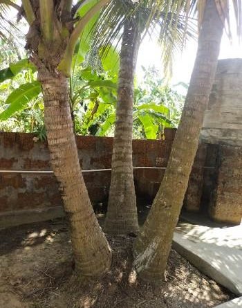 ପ୍ରକୃତିର ଚମତ୍କାର ବରଦାନ : ଗୋଟିଏ ନଡ଼ିଆରୁ ତିନୋଟି ଗଛର ଉତ୍ପତ୍ତି