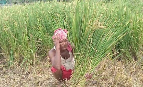 ଧାନ ବଦଳରେ ଫଳିଲା ଅଗାଡି : ଚାଷୀ ହତାଶ  ସହାୟତା ଦାବି