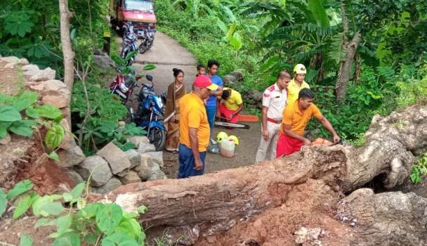 ଲଘୁଚାପ ଜନିତ ଲଗାଣ ବର୍ଷା ଯୋଗୁଁ ରାସ୍ତା ଉପରେ ପଡ଼ିଲା ବଡ଼ ଗଛ