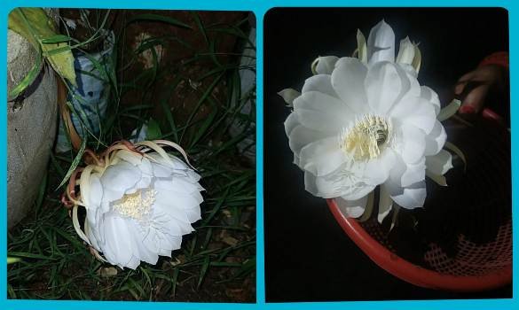 ପ୍ରଧାନ ଶିକ୍ଷକଙ୍କ ଅଗଣାରେ ଦୁଃଲ୍ଲଭ ବ୍ରହ୍ମକମଳ ପୁଷ୍ପ