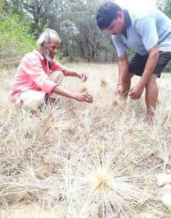 ସମୁଦ୍ରକୂଳ ବେଳାଭୂମି ରେ ଗୁଡ଼ୁଙ୍କଙ୍କ ବୁଦା ବୃଦ୍ଧି ରେ ବିଚିତ୍ରାନନ୍ଦ ଓ ଅନ୍ତର୍ଯ୍ୟାମୀ 
