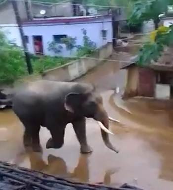 ଗାଁରେ ପସିଲା ହାତୀ : ଲୋକେ ଆତଙ୍କିତ