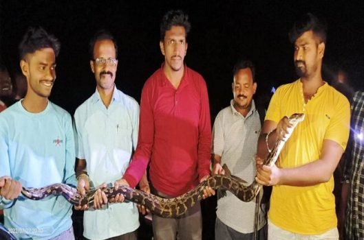 ସ୍ନେକ ହେଲ୍ପଲାଇନ ସଦସ୍ୟ ଙ୍କ ଦ୍ୱାରା ଅଜଗର ସାପ ଉଦ୍ଧାର