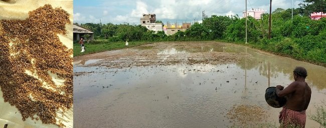 ଶାରଳା ବିହନ ବଜାରରେ ଅଭାବ : ଗଜା ହେଉନି ପୂଜା