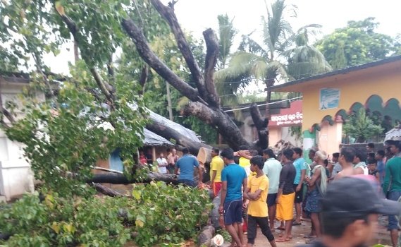ଉପୁଡିଲା ଗଛ ଅଳ୍ପକେ ବର୍ତ୍ତିଲେ ଶହଶହ ଛାତ୍ରଛାତ୍ରୀ : ଜଣେ ଛାତ୍ରୀ ଅଚେତ 