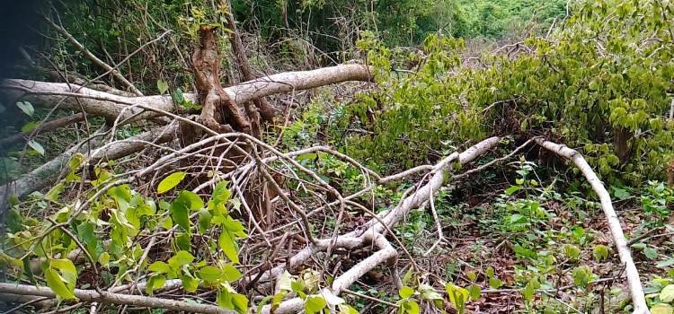 ବନ ବିଭାଗ ପକ୍ଷରୁ ୨ ଅଭିଯୁକ୍ତଙ୍କୁ ଗିରଫ