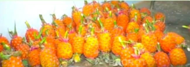 ସପୁରୀ ପ୍ରକ୍ରିୟାକରଣ କେନ୍ଦ୍ର ଆଦିବାସୀଙ୍କୁ ଦେଇଛି ନୂଆ ପରିଚୟ : ବିଦେଶରେ ଲୋକ ଚାଖିବେ ଗଜପତି ସପୁରିର ସ୍ଵାଦ