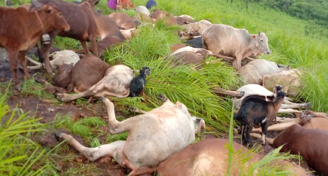 ବର୍ଜପାତ ଯୋଗୁଁ ୫୭ ଛେଳି ଗୋରୁଗାଇ ଘଟଣା ସ୍ଥଳରେ ମୂର୍ତ୍ୟୁ