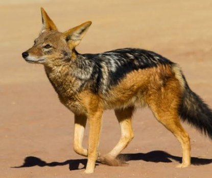 ପାଗଳ ବିଲୁଆ କାମୁଡ଼ାରେ ଦଶରୁ ଉର୍ଦ୍ଧ ଆହତ