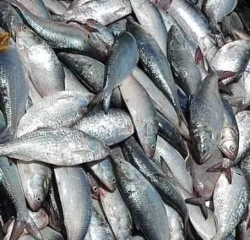 ଆଉ ଦେଖିବାକୁ ମିଳୁନି ସୁଆଦିଆ ଅସ୍ତରଙ୍ଗ ଇଲିସି