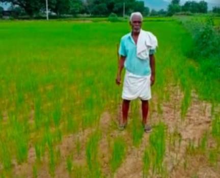 ସଲ୍ପ ବର୍ଷା ଯୋଗୁଁ କାଶୀନଗର ଅଞ୍ଚଳରେ ମରୁଡି