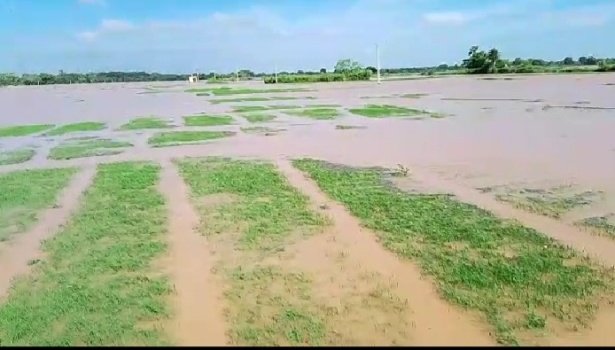 ବନ୍ୟା ଯୋଗୁଁ ଧାନ ତଳି ନଷ୍ଟ