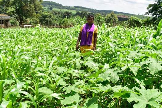 ଜୀବନଜୀବିକାରେ ପରିବର୍ତ୍ତନ ଆଣିଛି ଟାଟା ଷ୍ଟିଲ ଫାଉଣ୍ଡେସନ୍ ର ପୋଖରୀ ଚାଷ
