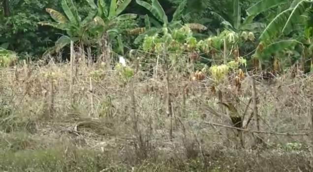 ବନ୍ୟା ଉଜାଡ଼ିଦେଲା ଚାଷ ଆଉ ବାସ