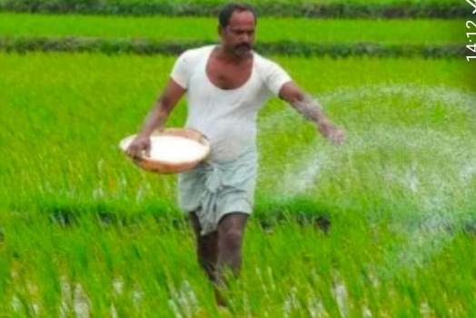 ଗଜପତି ଜିଲ୍ଲାରେ ସାରର କଳାବଜାରି ଚାଲିଥିବା ନେଇ ଅଭିଯୋଗ ଚାଷୀକୁଳ ସାର ନ ପାଇ ହନ୍ତସନ୍ତ