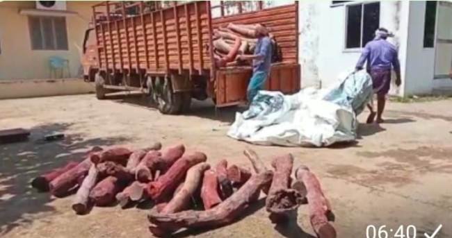 ଆନ୍ଧ୍ର ପୋଲିସ ହାତରେ ଧରା ପଡିଛନ୍ତି ଆନ୍ତର୍ଜାତୀୟ ଚନ୍ଦନ ତସ୍କରି