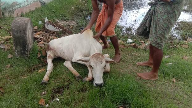 ସାର ଟ୍ରକ ଧକ୍କାରେ ଗାଈ ମୃତ, ମହିଳା ଗୁରୁତର