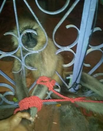 ବଡକୋଦଣ୍ଡାରେ ପାଗଳ ହନୁ ଆତଙ୍କ, ଗ୍ରାମବାସୀ କାବୁ କଲେ