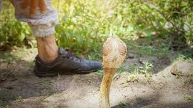 ସାପ କାମୁଡା ରେ ଚାଷୀ ମୃତ          