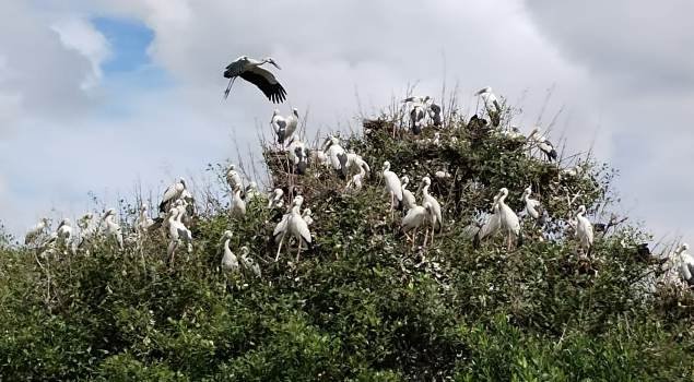 ଦେଶୀ ବିଦେଶୀ ପକ୍ଷୀ ଙ୍କ କଳରବ ରେ ମୁଖରିତ ହେନ୍ତାଳ ଜଙ୍ଗଲ