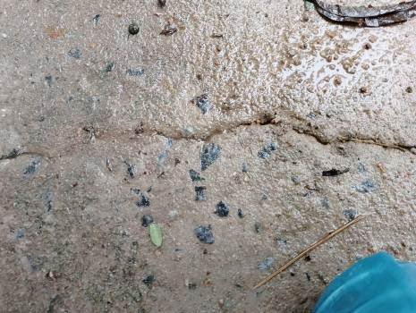 କଂକ୍ରିଟ ରାସ୍ତା ନିର୍ମାଣ ର ଏକ ମାସ ପୁରିନି, ଫାଟି ଆଁ। ତଦନ୍ତ ଦାବି