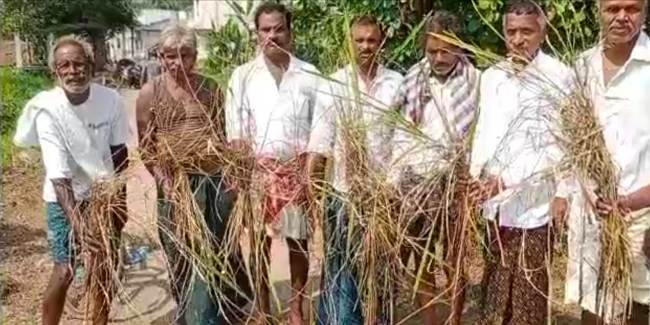 ଧାନ କିଆରିରେ ଦେଖାଦେଇଛି ଭିନ୍ନ ଏକ ପ୍ରଜାତିର ପୋକ ବ୍ଲାଷ୍ଟ