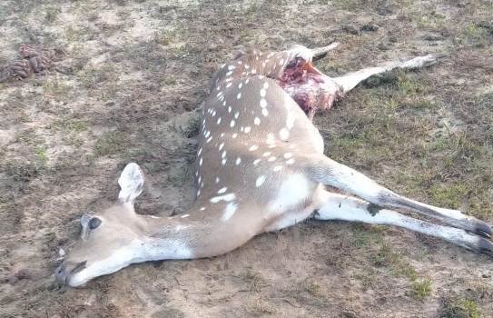 ମଲା ହରିଣ ମାଂସ ନେବା ଅଭିଯୋଗରେ ୧ ଗିରଫ