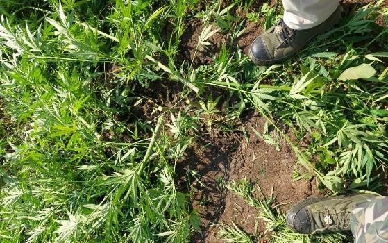 ମୋହନା ବ୍ଲକରେ ଆରମ୍ଭ ହେଲା ଅପରେସନ ନୀଳ ଜହର