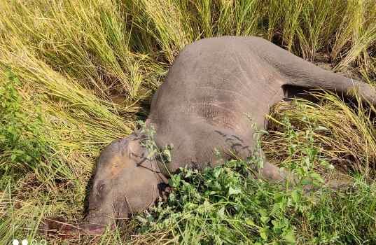 ଧାନ କ୍ଷେତରେ ଅଣ୍ଡିରା ଛୁଆ ହାତୀର ମୃତ ଶରୀର