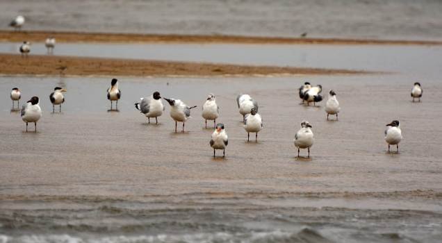 ଅସ୍ତରଙ୍ଗ ବେଳାଭୁମି ଠାରେ ଇକୋ ଟ୍ୟୁରିଜିମ କେନ୍ଦ୍ର ସ୍ଥାପନା କେବେ ?