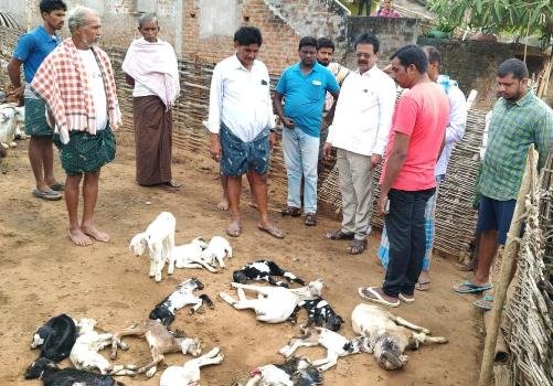 ଅଜଣା ବନ୍ୟଜନ୍ତୁ ଆକ୍ରମଣରେ ୬୩ଛେଳି ମେଣ୍ଢା ମୃତ୍ୟୁ ଓ ୨୩ ଗୁରୁତର