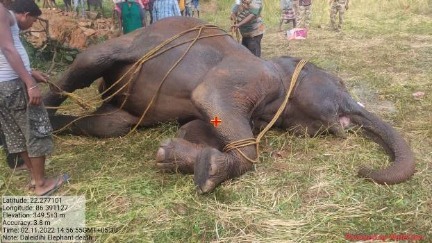 ଦଳେଇଡିହି ଗ୍ରାମ୍ୟ ଜଙ୍ଗଲରେ ଥିବା ଏକ ଅଚଳ କୂଅରୁ ଗର୍ଭବତୀ ହାତୀର ମୃତଦେହ ଉଦ୍ଧାର