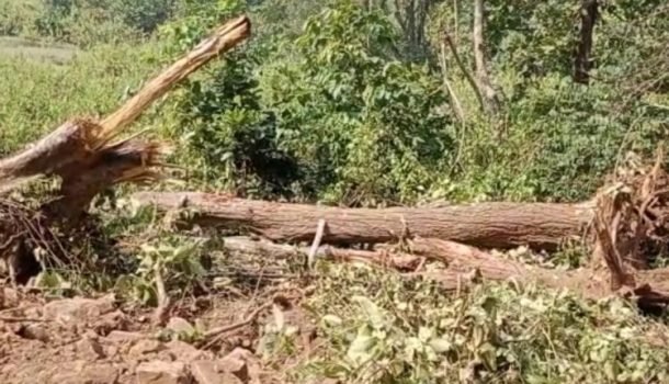 କନ୍ଧମାଳରେ ରାସ୍ତା ନିର୍ମାଣ ନାମରେ ଚାଲିଛି ଗଛ କଟା: ତଦନ୍ତ ପାଇଁ ଦାବୀ
