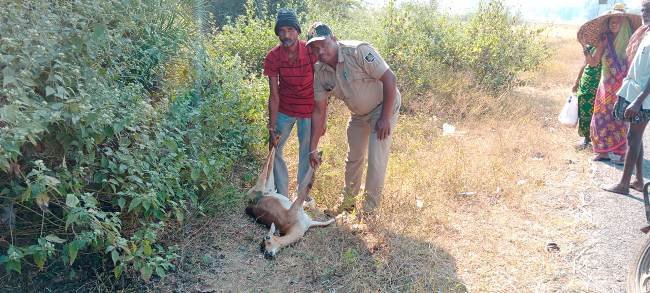 ଅଜଣା ଗାଡି ଧକ୍କାରେ ବିରଳ କୃଷ୍ଣସାର ମୃଗ ମୃତ୍ୟୁ