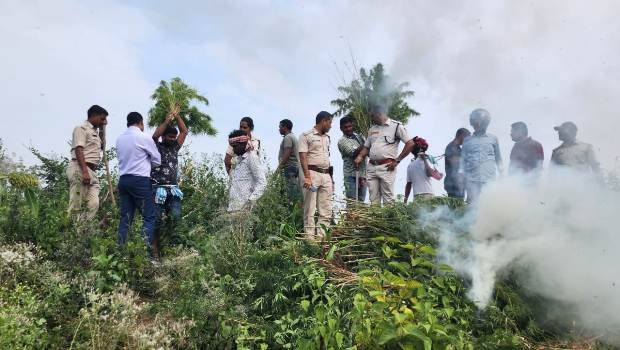 ୨୦ ଏକରରୁ ଅଧିକ ଗଞ୍ଜେଇ ଗଛ ପୋଡ଼ି ନଷ୍ଟ କଲା ପାଟପୁର ପୋଲିସ ଅବକାରୀ ବିଭାଗ ନୀରବ ଦ୍ରଷ୍ଟା