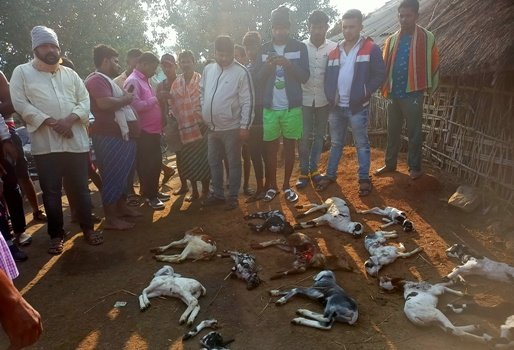 ଅଜଣା ଜନ୍ତୁ ଆକ୍ରମଣରେ ୨୦ ଛେଳି ମୃତ୍ୟୁ