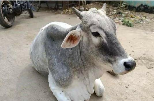 ଗଜପତି ଜିଲ୍ଲାରେ ବ୍ୟାପୁଛି ଭୂତାଣୁଜନିତ ଚର୍ମବିଣ୍ଡି ରୋଗ