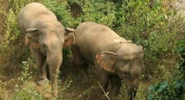 କାଶୀନଗରରେ ହାତୀଙ୍କ ଉପଦ୍ରଵ