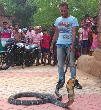 କୁଆନଳା ଗ୍ରାମରୁ ୧୫ ଫୁଟିଆ ଅହିରାଜ ସାପ ଉଦ୍ଧାର