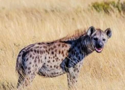 ଗଧିଆ ଆକ୍ରମଣ ଯୋଗୁଁ ଲୋକେ ଆତଙ୍କିତ