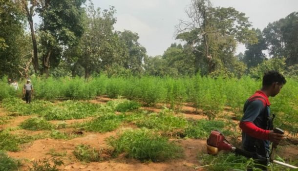 ବେଆଇନ ଗଞ୍ଜେଇ ଗଛ ନଷ୍ଟ କଲା କନ୍ଧମାଳ ପୁଲିସ ଓ ଅବକାରୀ ବିଭାଗ