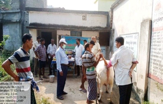 କେ.ନୂଆଗଡ଼ରେ ଗୋ-ବନ୍ଧ୍ୟା ନିରାକରଣ ଶିବିର