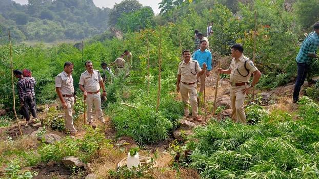 ପୋଲିସ ପ୍ରଶାସନର ଉଦ୍ୟମରେ ଦୁର୍ଗମ ଜଙ୍ଗଲରେ ୩ କୋଟି ଟଙ୍କାରୁ ଉର୍ଦ୍ଧ୍ବ ଗଞ୍ଜେଇ ଗଛ ପୋଡ଼ି ନଷ୍ଟ