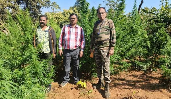 ପୁଣି ନଷ୍ଟ ହେଲା ୧୪କୋଟି ଟଙ୍କାର ବେଆଇନ୍ ଗଞ୍ଜେଇ ଗଛ