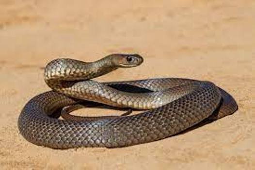 କନ୍ଧମାଳ ର ଟିମ୍ ହ୍ୟୁମାନିଟି ସଦସ୍ୟଙ୍କ ଦ୍ୱାରା ଅଜଗର ସାପ ଉଦ୍ଧାର