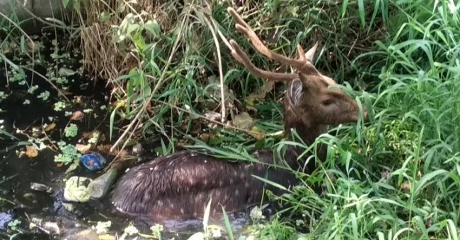 ମୁଖ୍ୟ ନାଳରେ ଛଟପଟ ହେଉଥିବା କୃଷ୍ଣକାୟ ମୃଗକୁ ଉଦ୍ଧାର କଲେ ସ୍ୱେଚ୍ଛାସେବୀ ବନବିଭାଗକୁ ହସ୍ତାନ୍ତର