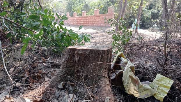 କୋଣାର୍କ ମନ୍ଦିର ପରିସରରୁ ୫୦ରୁ ଉର୍ଦ୍ଧ୍ବ ପୁରୁଣା ଗଛ ଉଭାନ