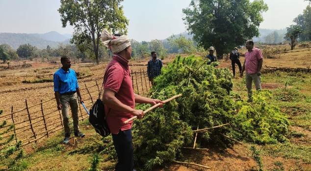 ପୋଲିସ ଓ ଅବକାରୀ ବିଭାଗର ମିଳିତ ଉଦ୍ୟମ ରେ ୫୦ ଏକର ଗଞ୍ଜେଇ ଚାଷ ନଷ୍ଟ