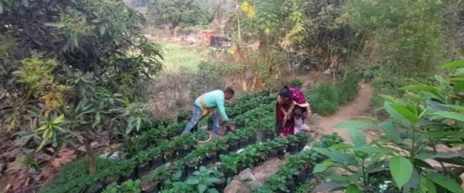 ପାହାଡ଼ରେ ଷ୍ଟ୍ରବେରୀ ଚାଷ